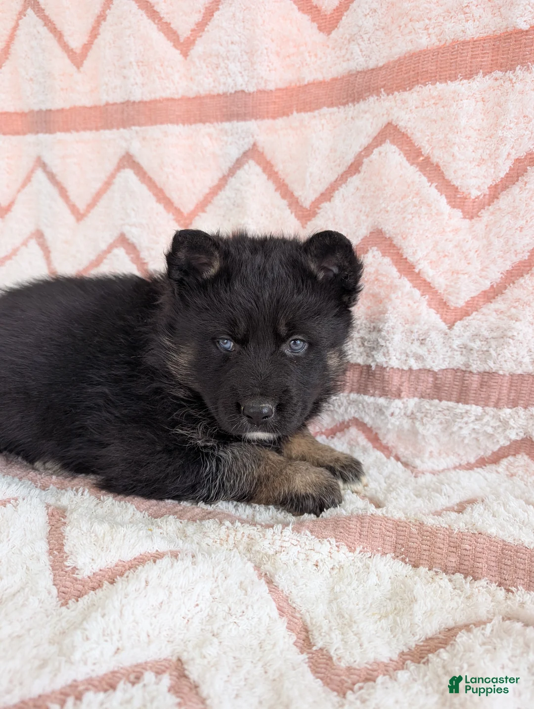 Gerberian Shepsky dogs for sale: Callie  - Ad 2