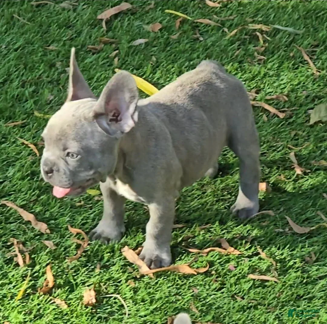 French Bulldog dogs for sale: Felix - Ad 6