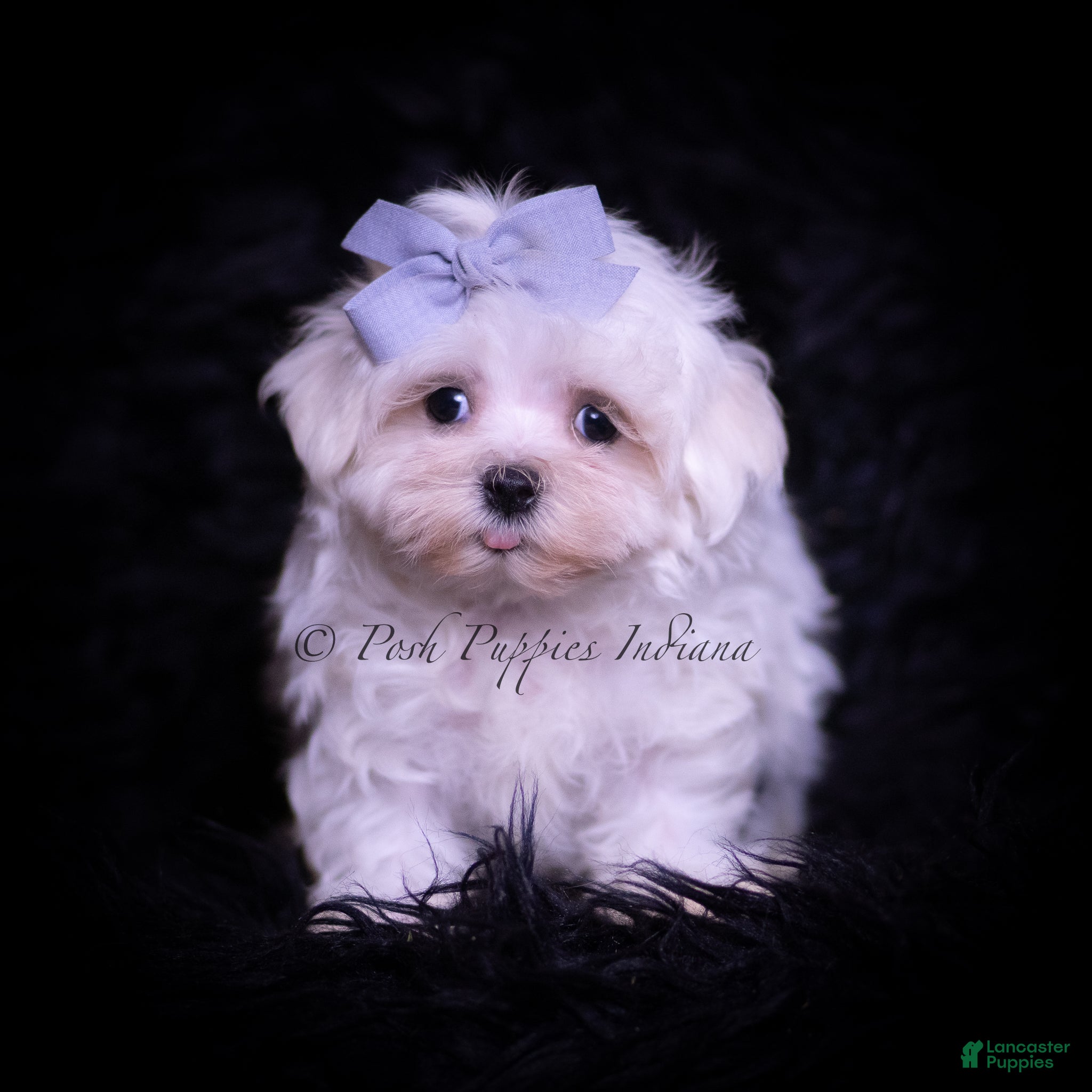 Maltese dogs Riley - Ad 2