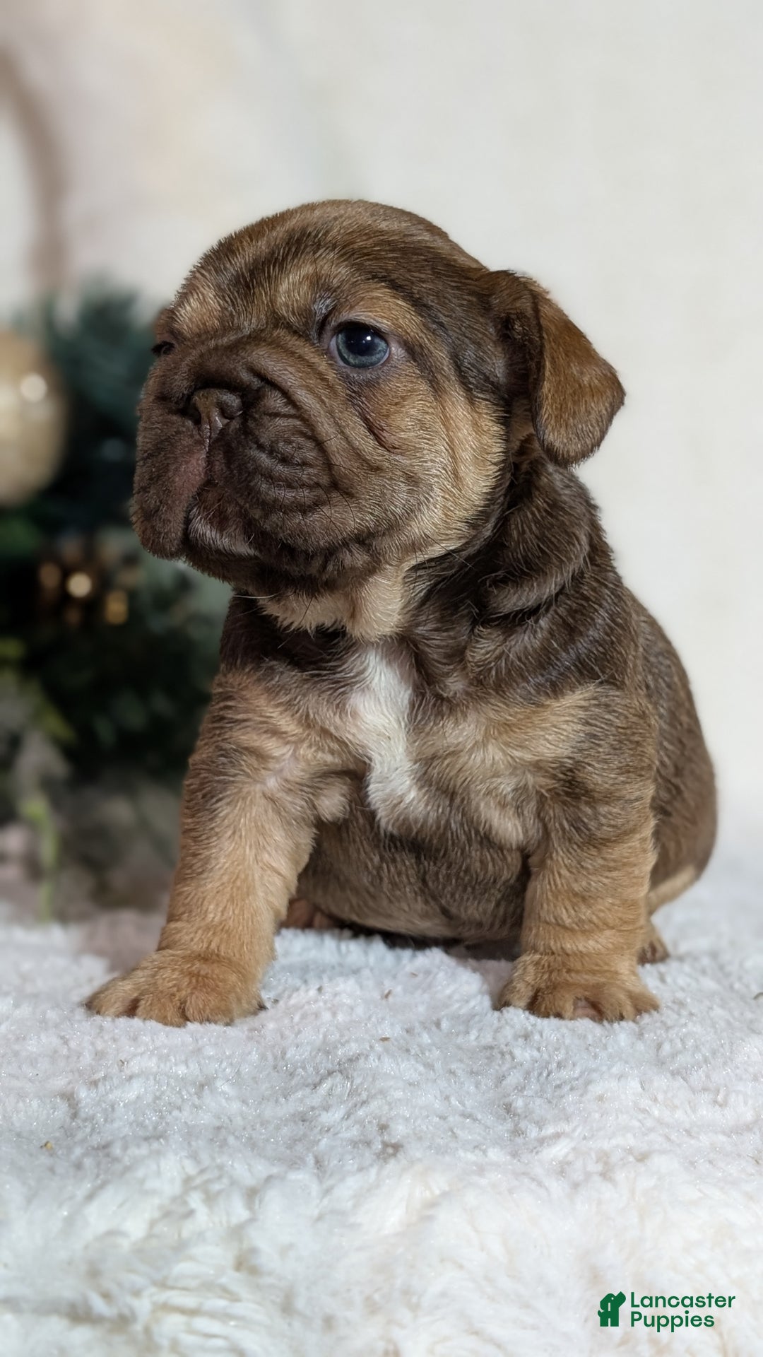 French Bulldog dogs for sale: Tessa - Ad 9