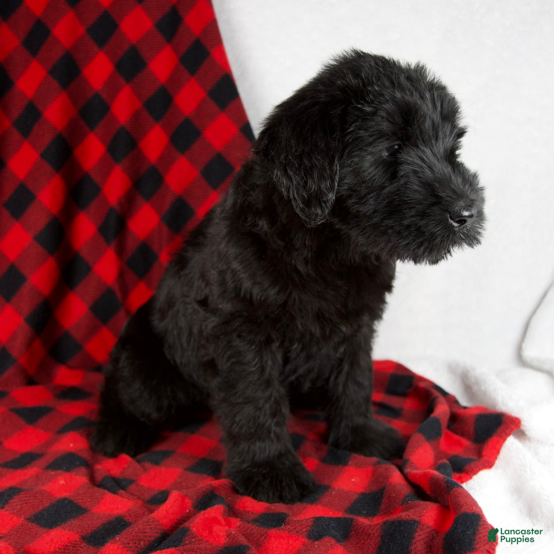 Giant Schnauzer dogs for sale: Alyssa - Ad 4