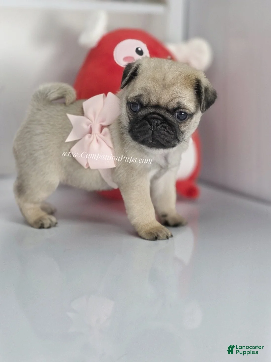 Pug dogs for sale: Pink Bow - Ad 6