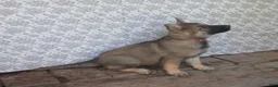 German Shepherd dogs for sale: Lucy - Ad 3