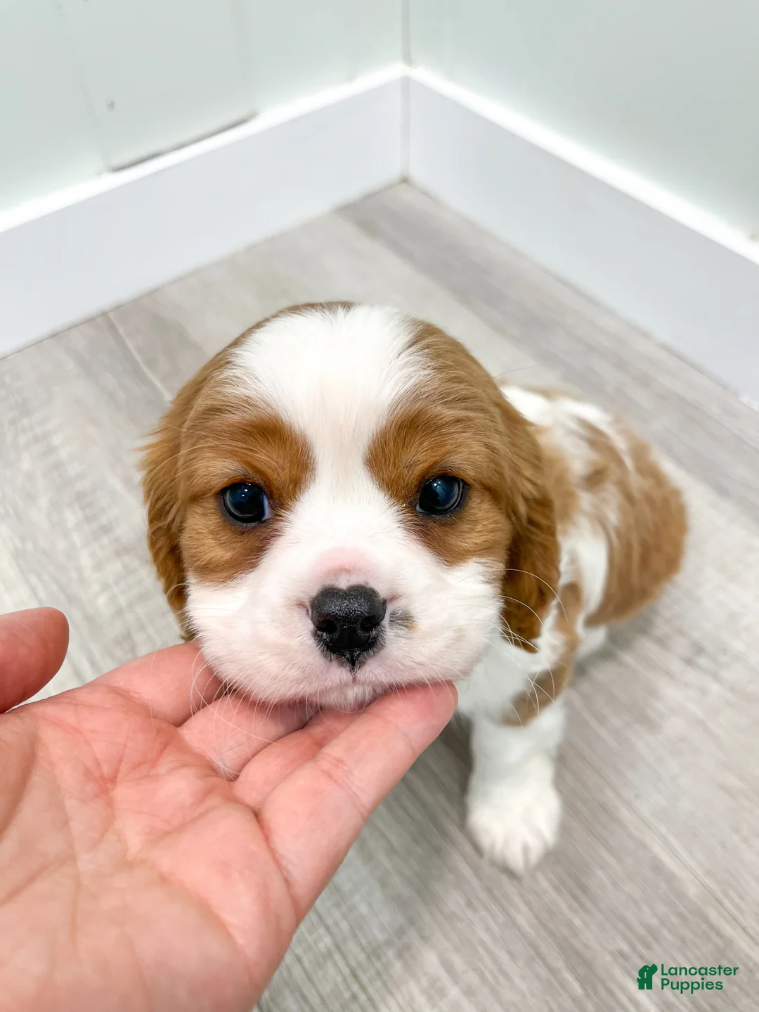 Cavalier King Charles Spaniel dogs for sale: Vinnie - Ad 8