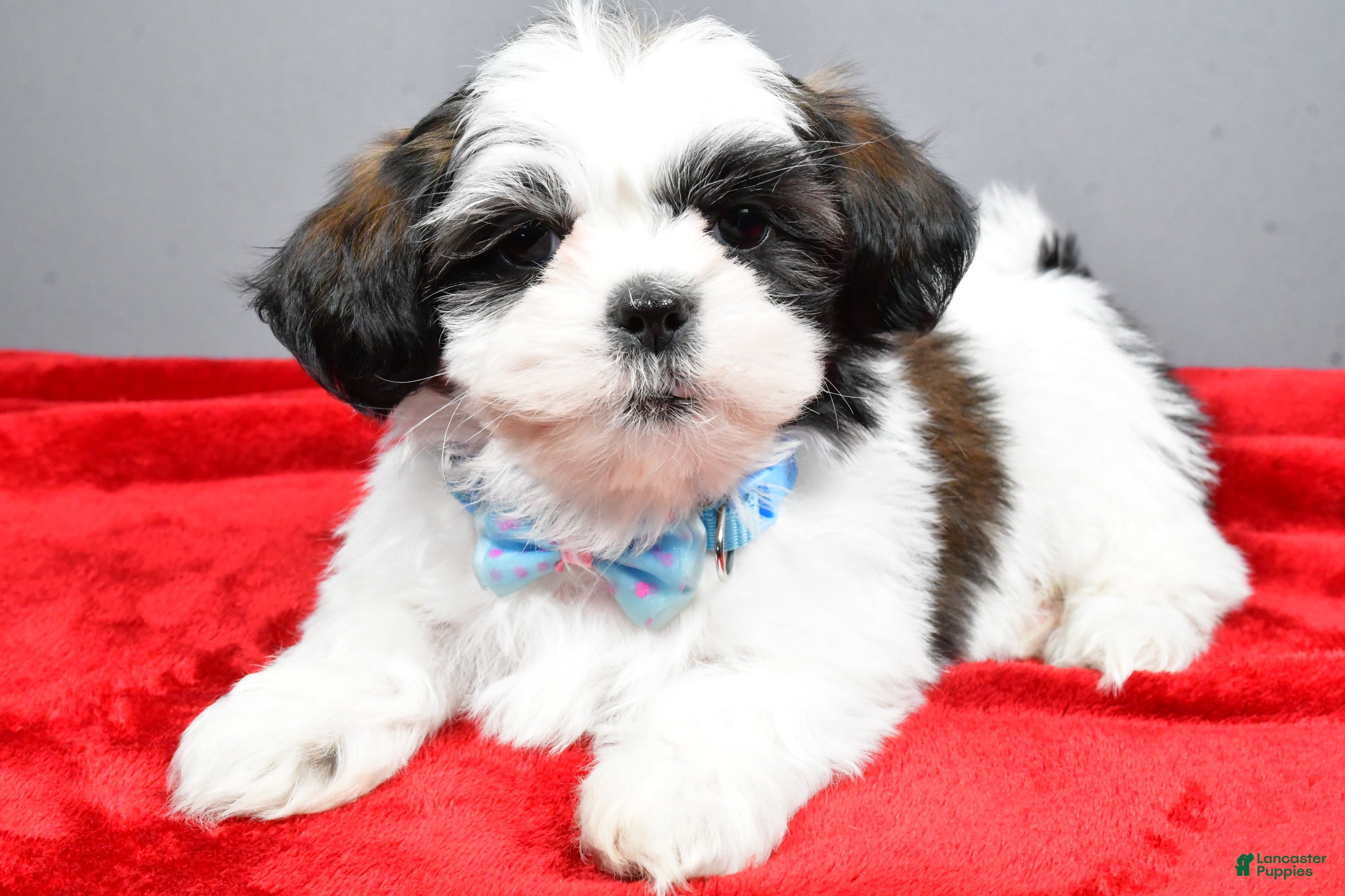 Shih Tzu dogs Anderson - Ad 42