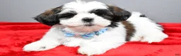 Shih Tzu dogs for sale: Anderson - Ad 1