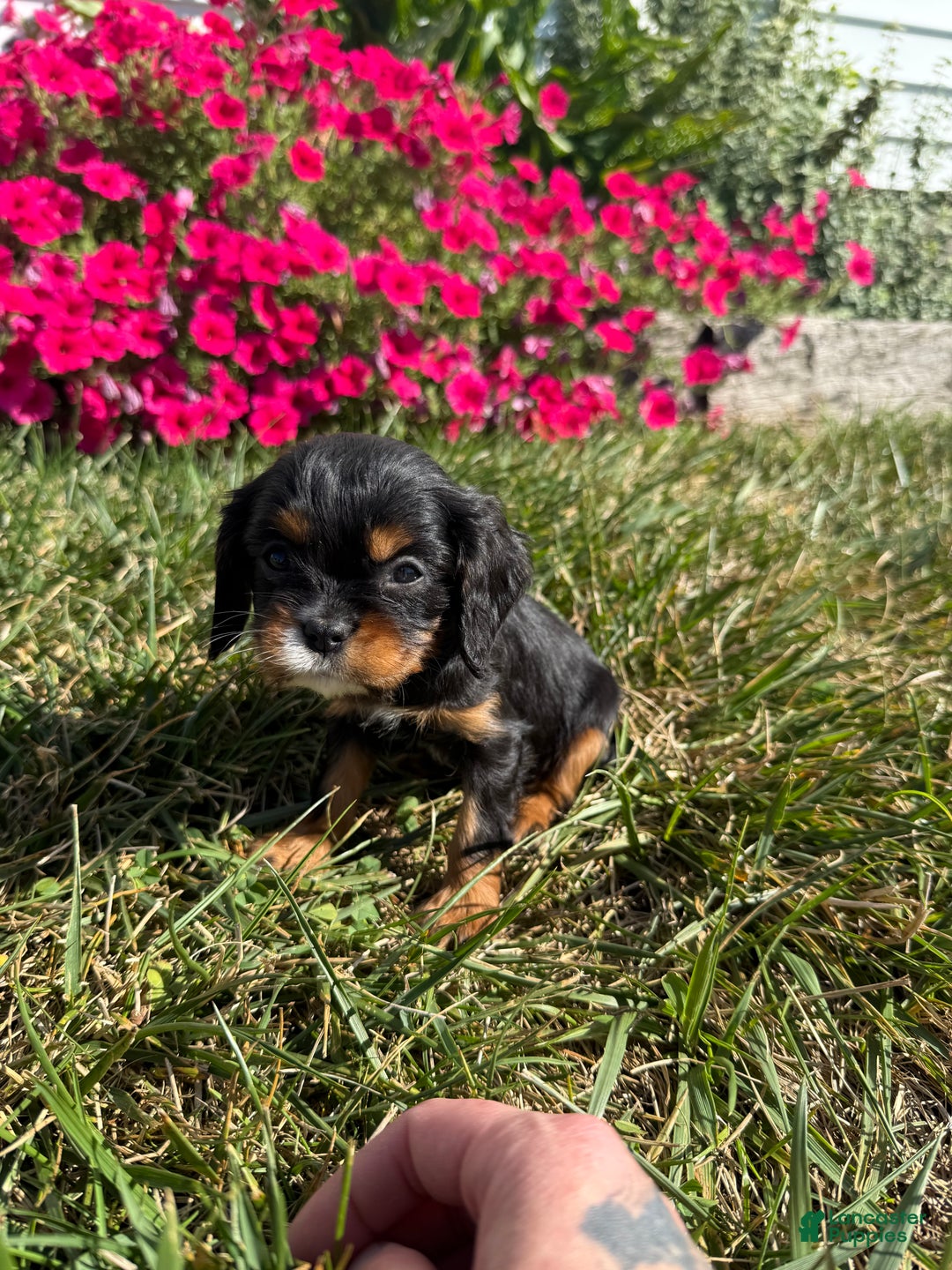 Cavalier King Charles Spaniel dogs for sale: Roscoe - Ad 26
