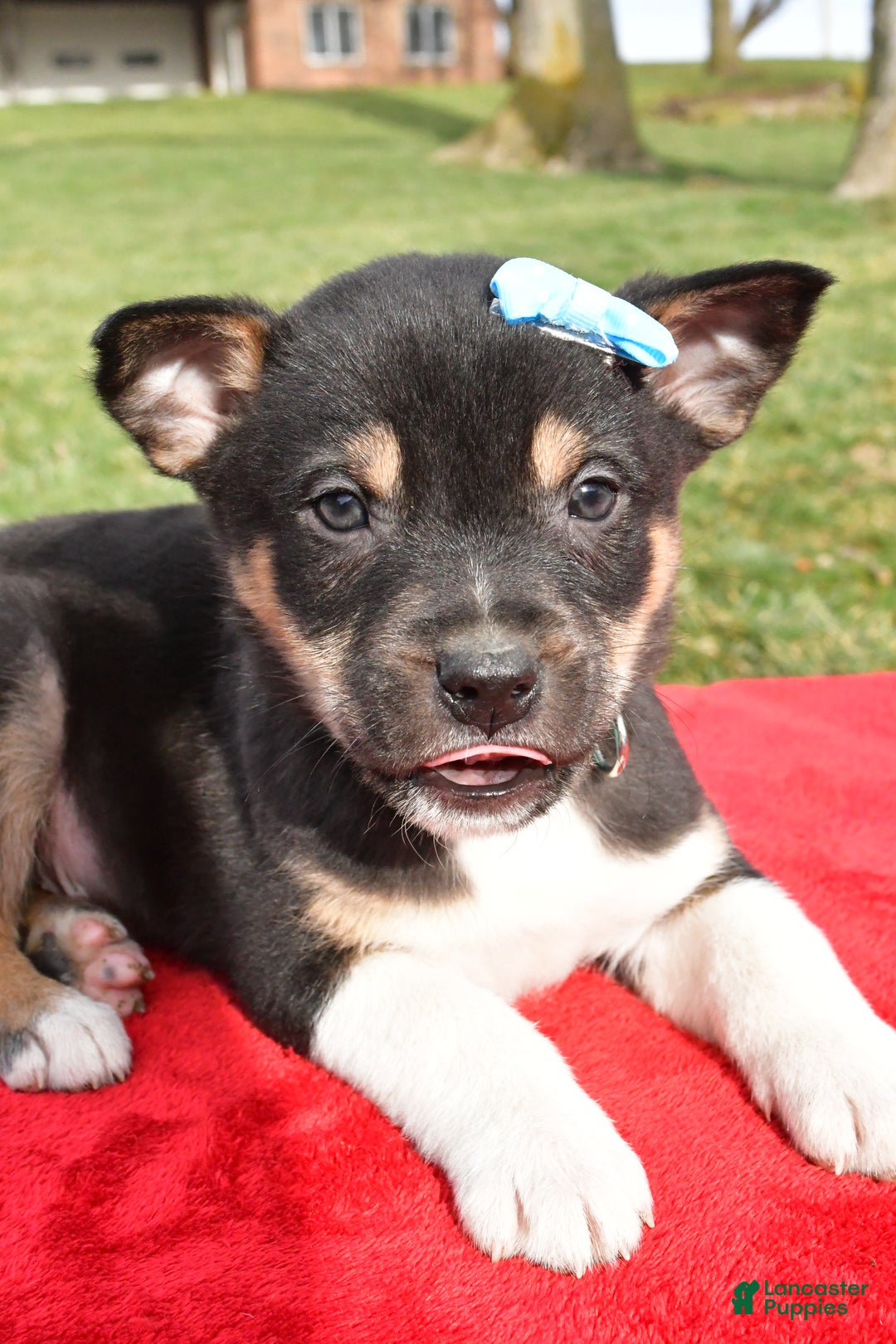 Mixed Breed dogs for sale: Miles - Ad 2