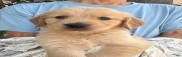 Golden Retriever dogs for sale: Kip - Ad 6