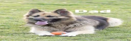 German Shepherd dogs for sale: German Shepherd Puppy 1 - Ad 4