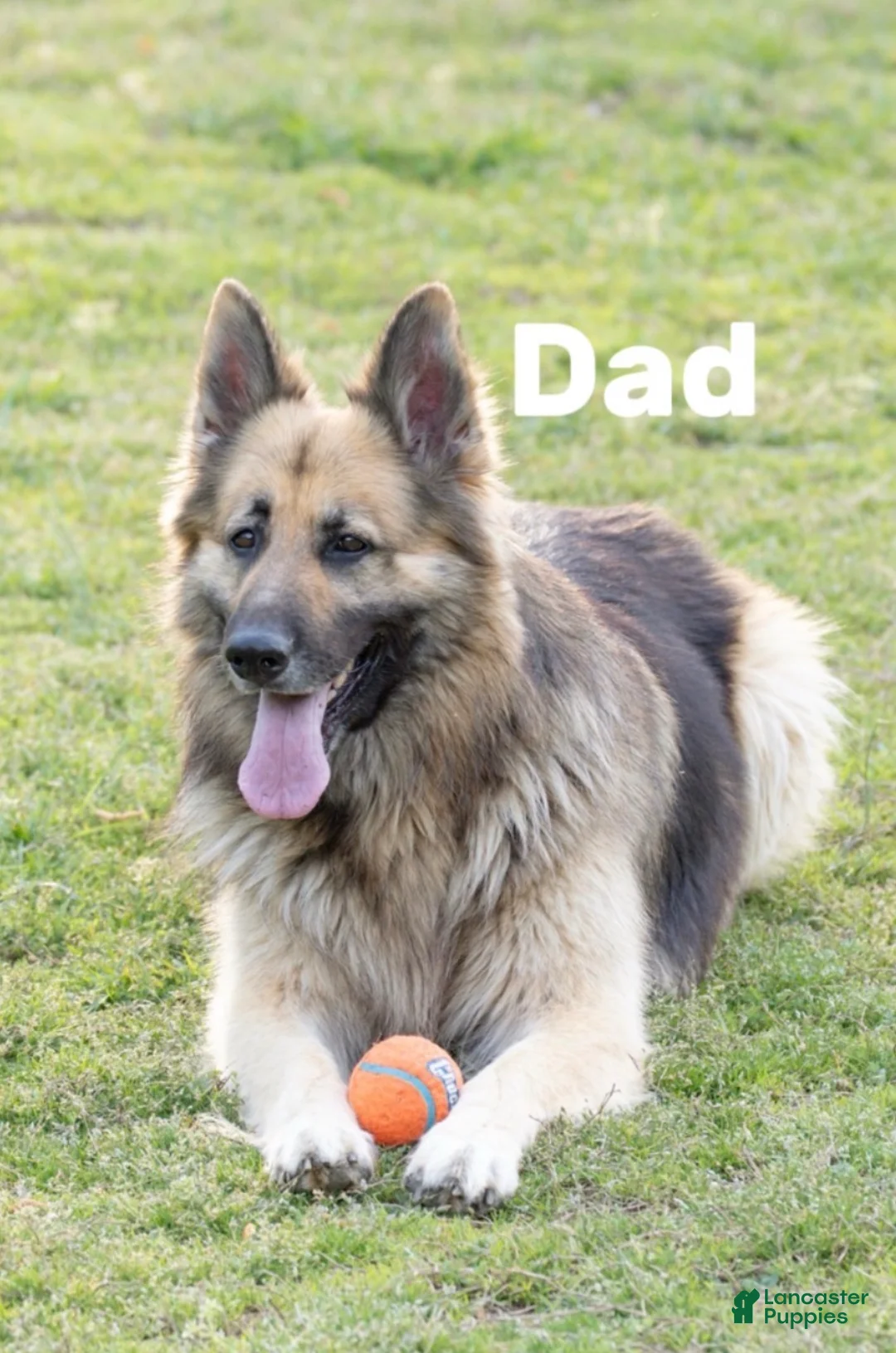German Shepherd dogs for sale: German Shepherd Puppy 1 - Ad 4
