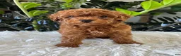 Mini Goldendoodle dogs for sale: Gunner - Ad 3