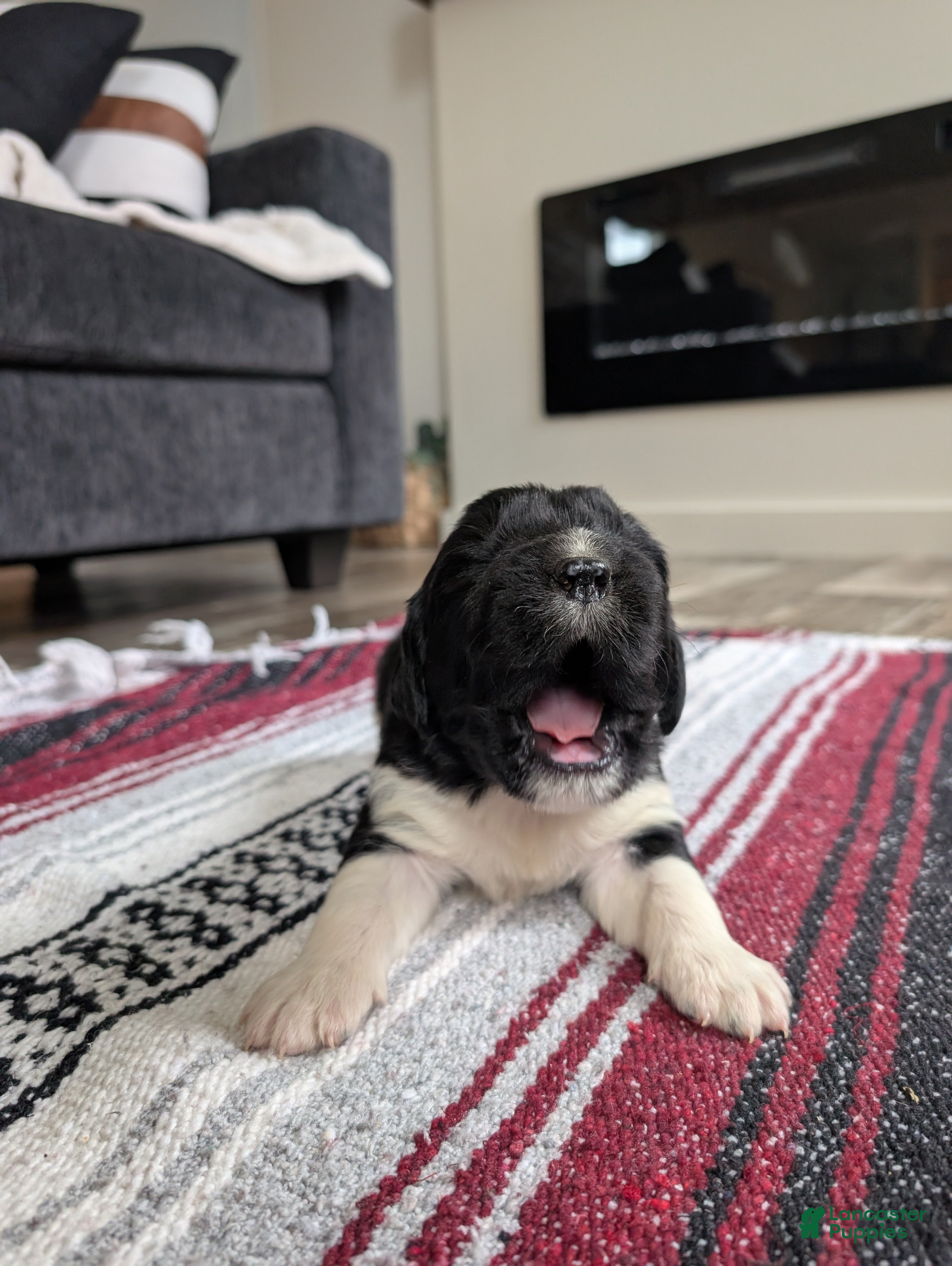 Newfoundland dogs Hudson - Ad 37