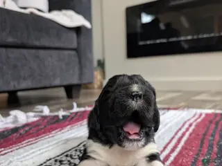 Newfoundland dogs Hudson - Ad 37