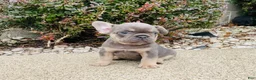 French Bulldog dogs for sale: Lacey - Ad 6