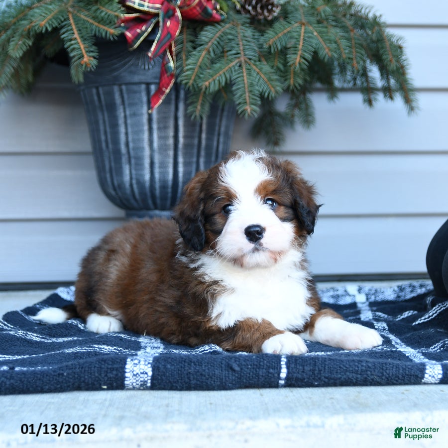 Bernedoodle dogs Merle - Ad 14