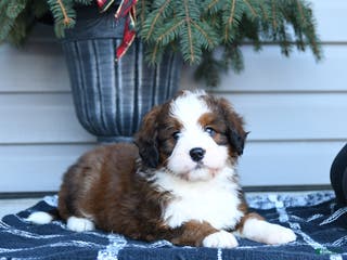 Bernedoodle dogs Merle - Ad 14