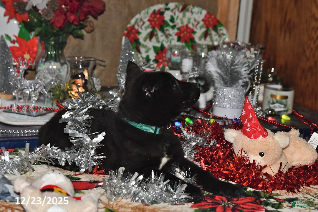 Belgian Malinois dogs for sale: Apollo - Ad 9