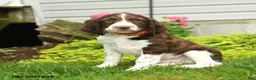 English Springer Spaniel dogs for sale: Challenger - Ad 3