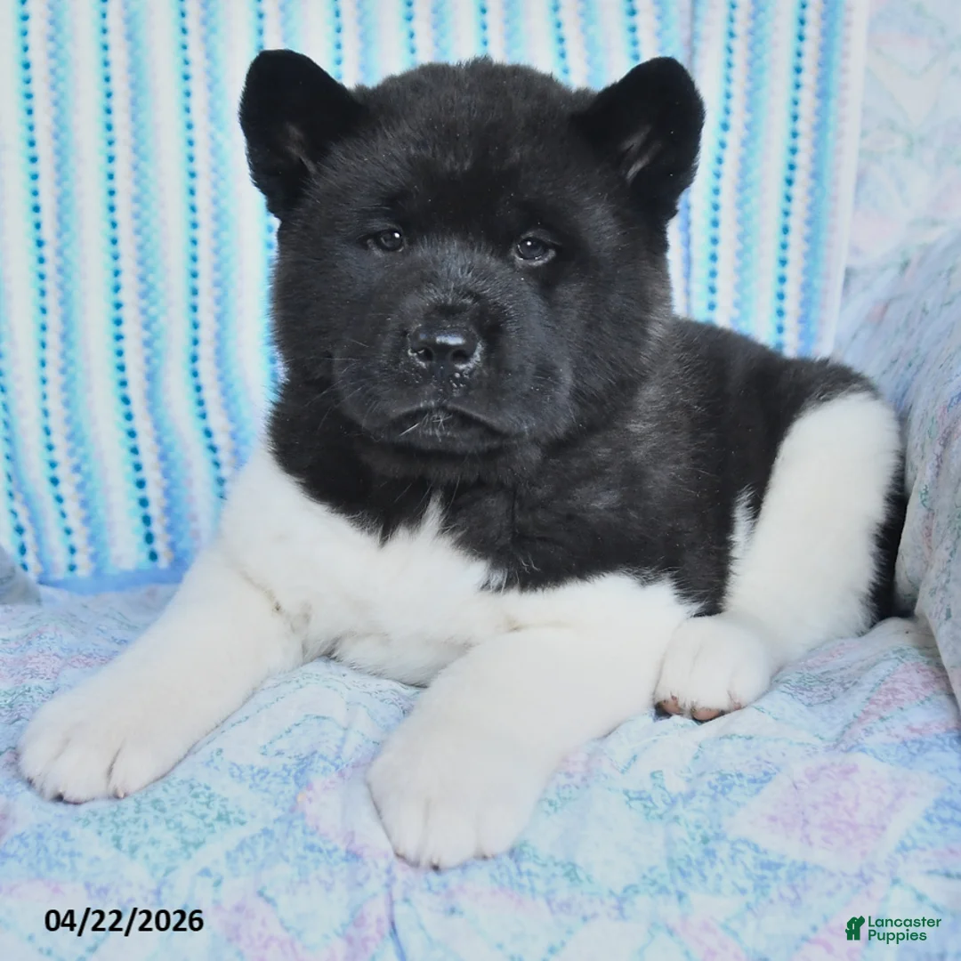 Akita dogs for sale: Sharon - Ad 2