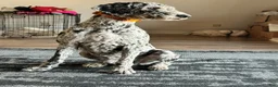 Mixed Breed dogs for sale: Angel  - Ad 16