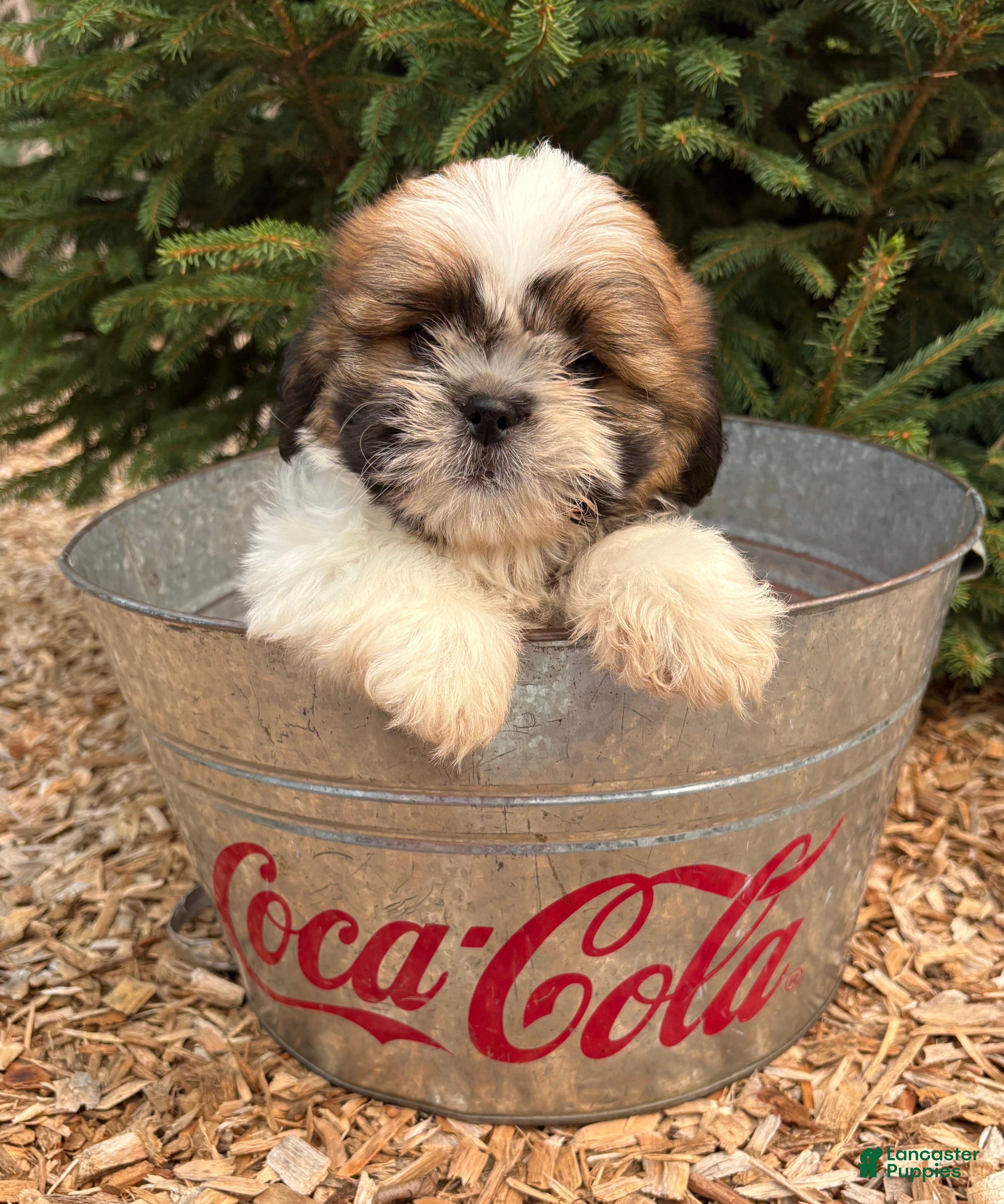 Shih Tzu dogs Jinx - Ad 2