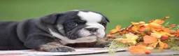 English Bulldog dogs for sale: Francesca - Ad 6