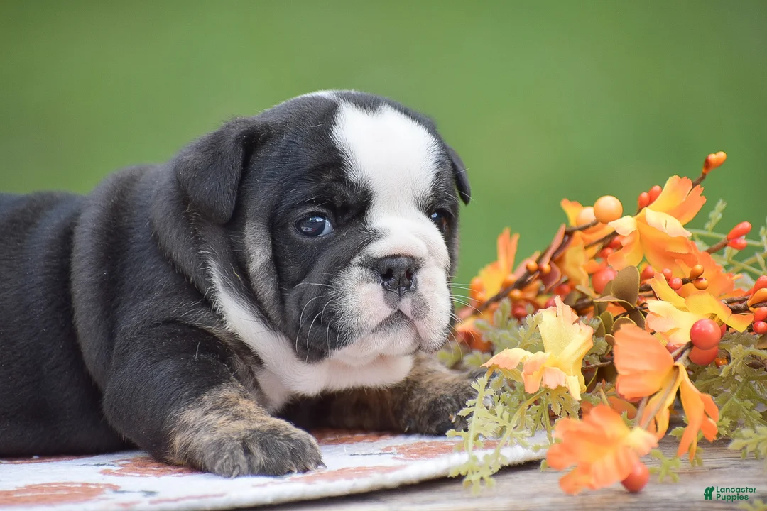 English Bulldog dogs for sale: Francesca - Ad 6