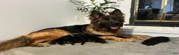 German Shepherd dogs for sale: Ziva - Ad 14