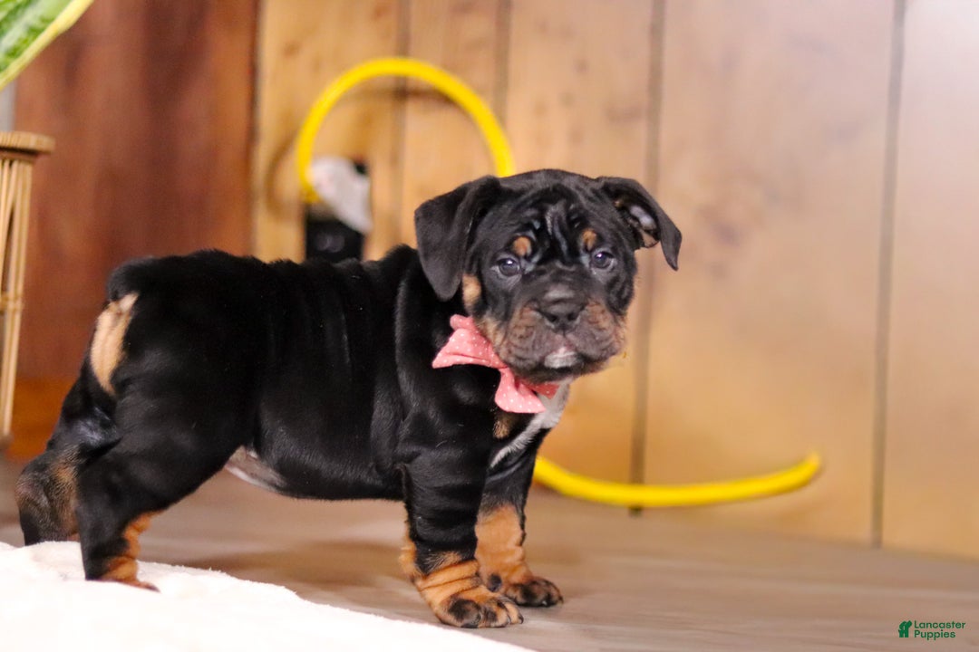 Mixed Breed dogs for sale: Sally - Ad 8