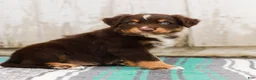 Australian Shepherd dogs for sale: Travis - Ad 3