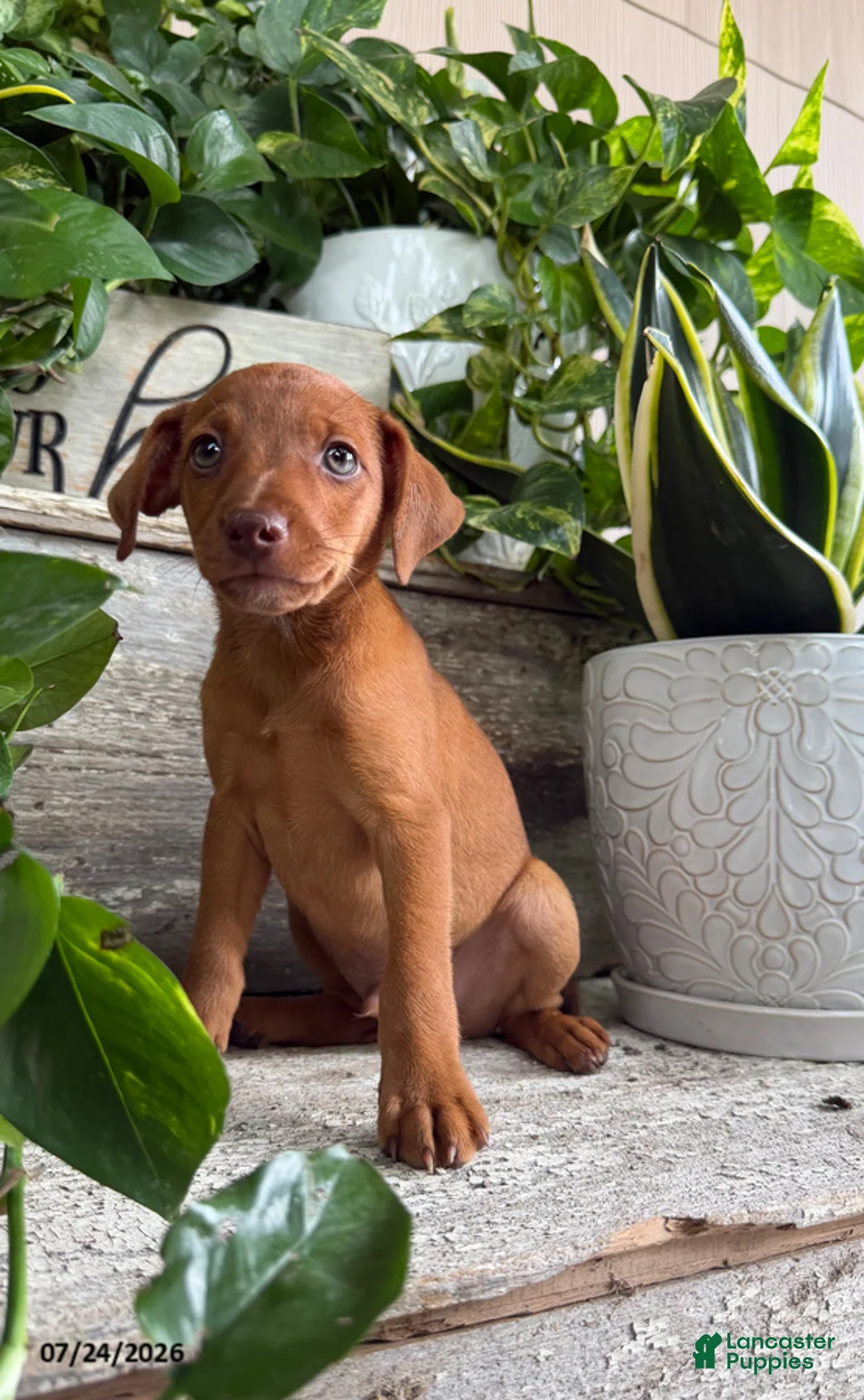 Mixed Breed dogs for sale: Tucker - Ad 1