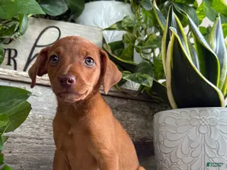 Mixed Breed dogs Tucker - Ad 4
