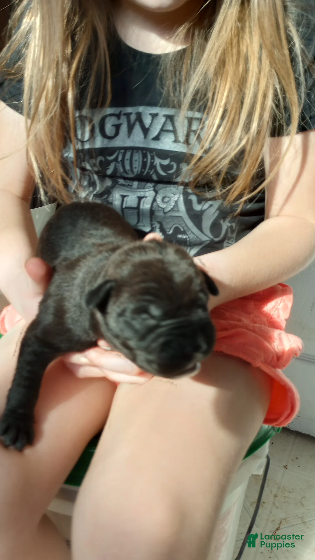 American Bully dogs for sale: Jordan Burroughs - Ad 1