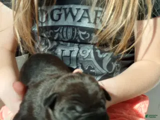 American Bully dogs Jordan Burroughs - Ad 27