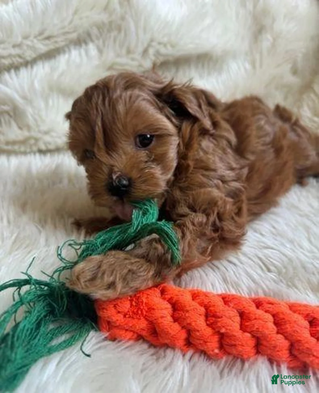 Cavapoo dogs for sale: Lora - Ad 1