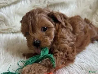 Cavapoo dogs Lora - Ad 3