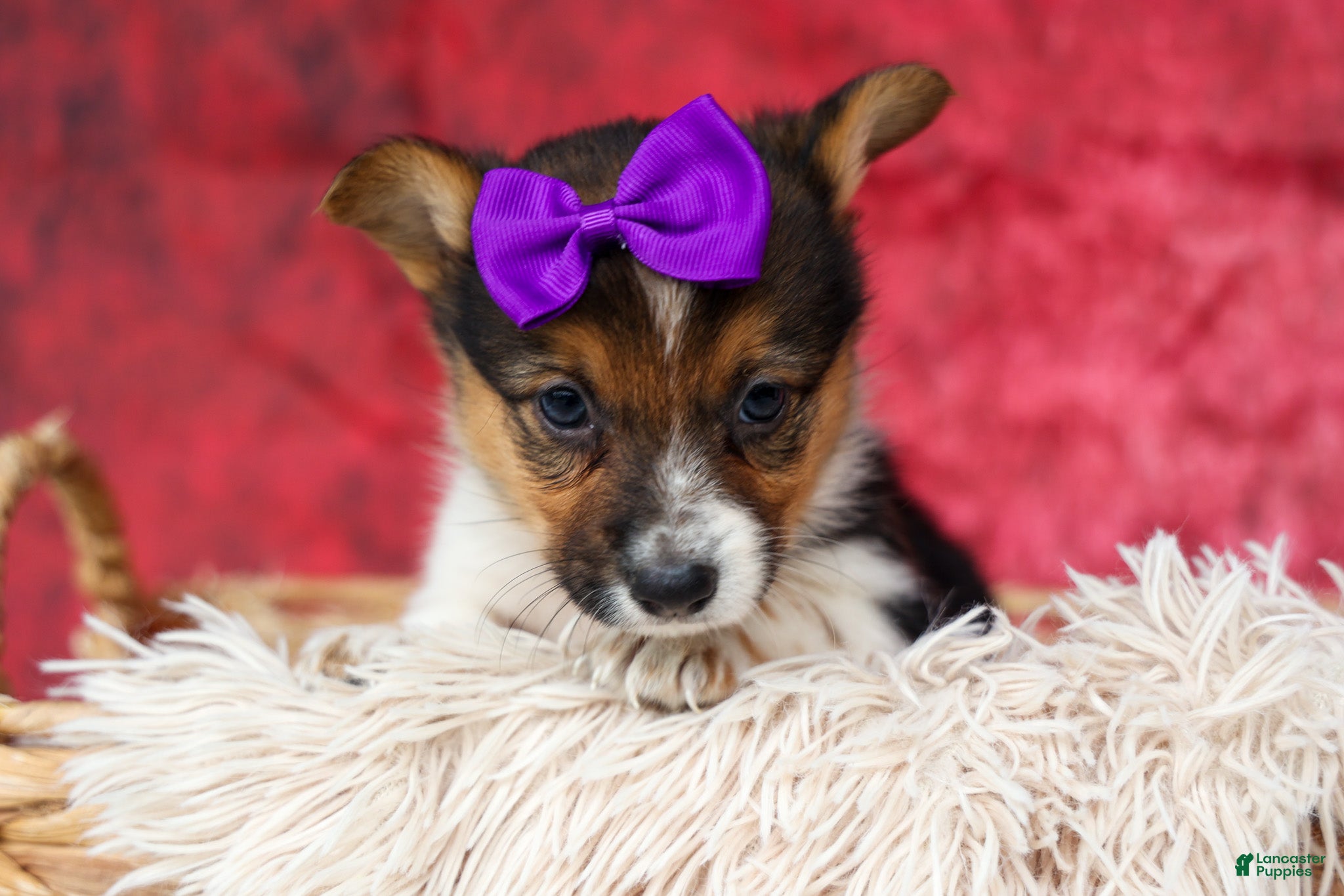 Welsh Corgi Pembroke dogs Abby🩷  - Ad 1
