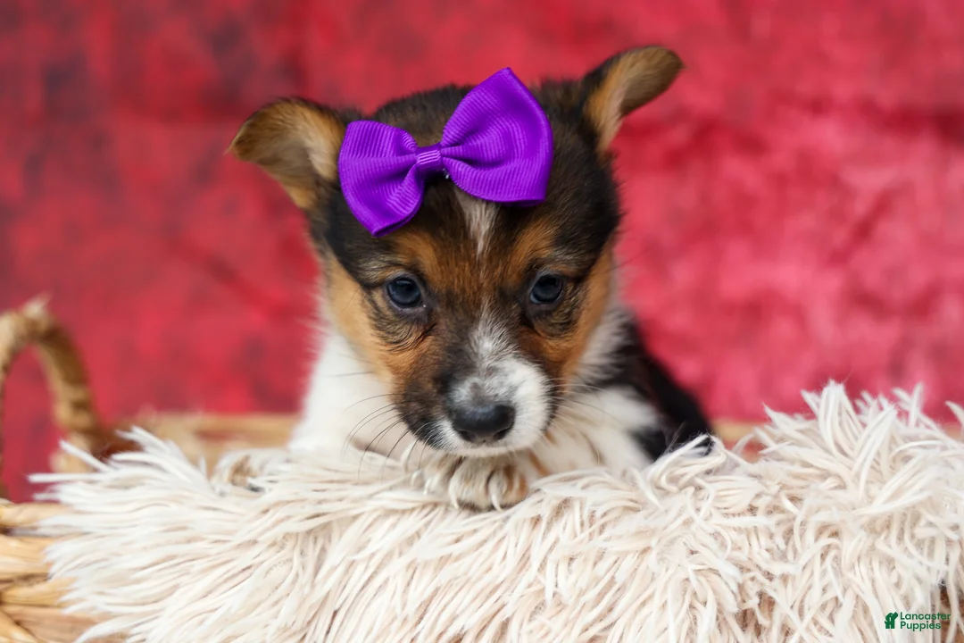Welsh Corgi Pembroke dogs for sale: Abby🩷  - Ad 1