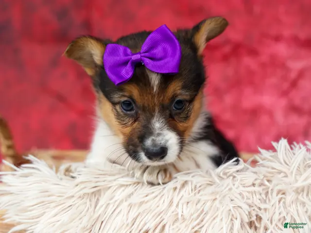 Welsh Corgi Pembroke dogs for sale: Abby🩷 - Ad 2