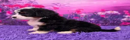 Mini Bernedoodle dogs for sale: Hopscotch - Ad 3