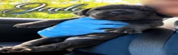 Cane Corso dogs for sale: Jade - Ad 8