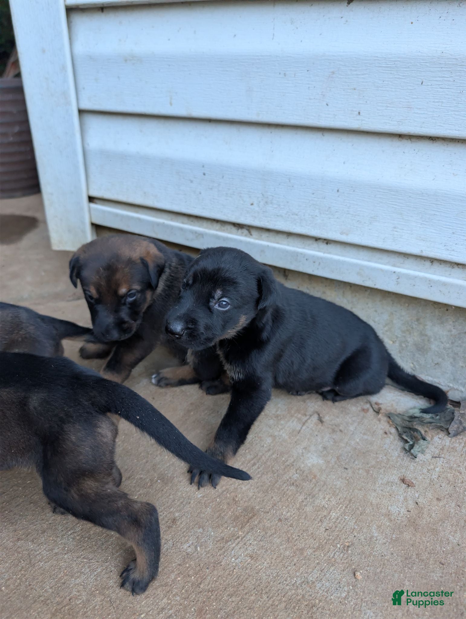 Mixed Breed dogs Mixed Breed 2 - Ad 20