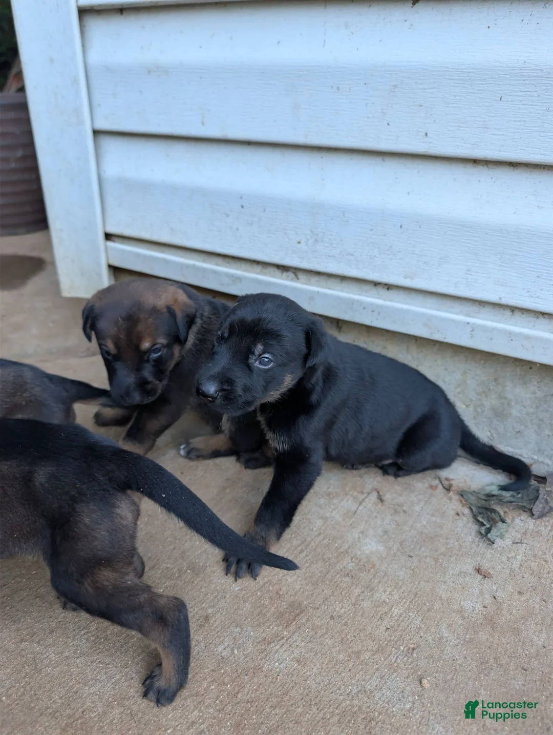 Mixed Breed dogs for sale: Mixed Breed 2 - Ad 1
