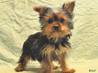Yorkshire Terrier dogs Deb - Ad 22