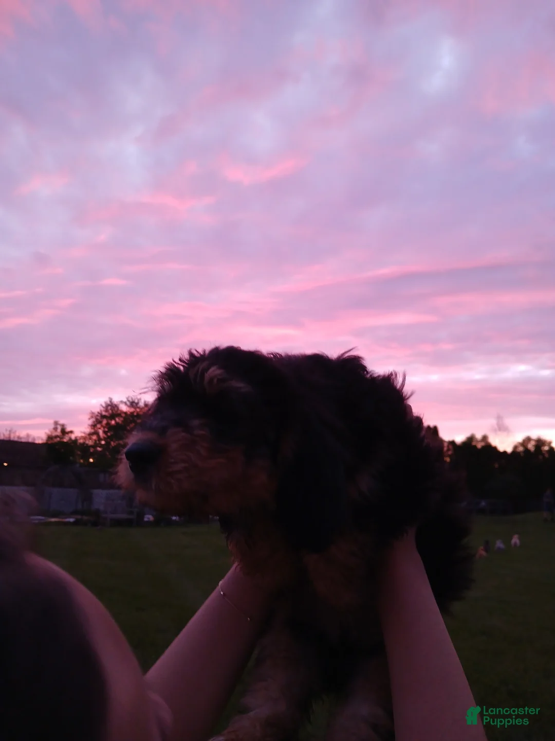 Cavapoo dogs for sale: Charlie, A Black & Tan F1B Cavapoo Boy - Ad 1