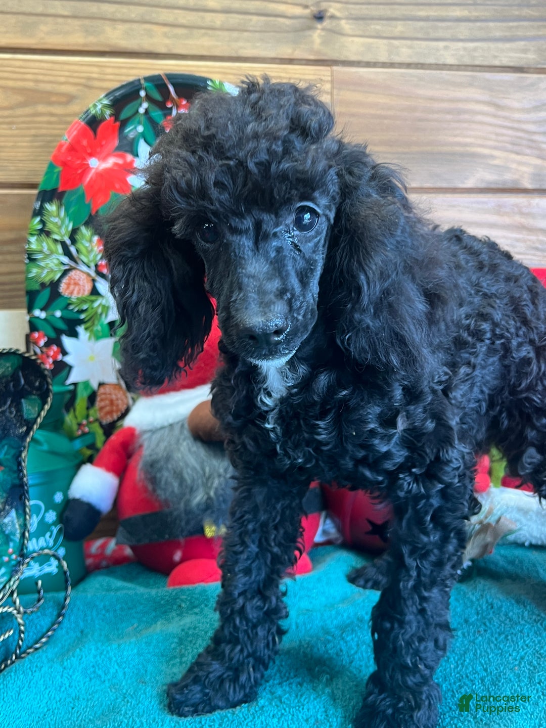 Toy Poodle dogs for sale: Jaxx - Ad 3