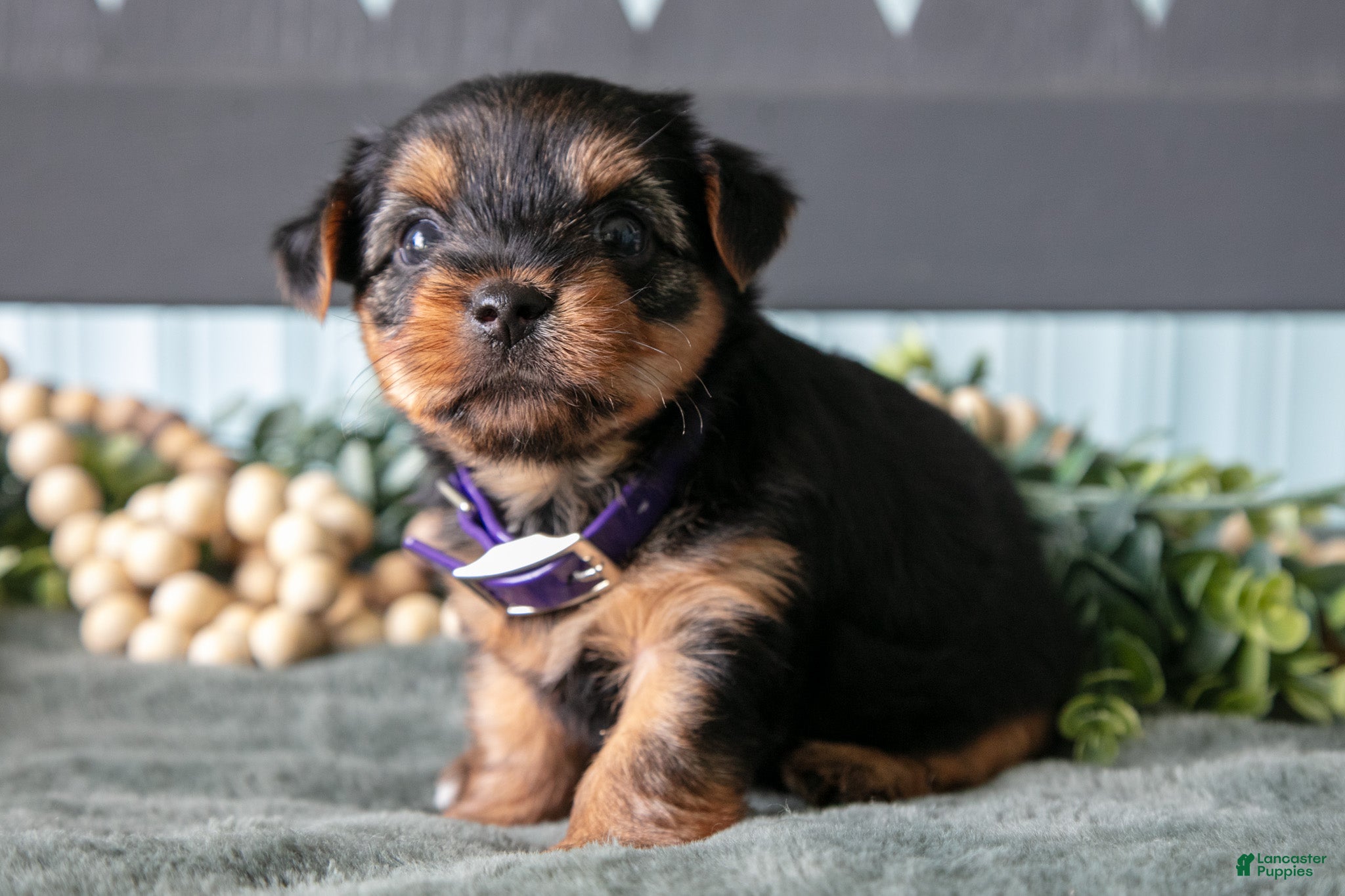 Yorkshire Terrier dogs for sale: Oakley - Ad 1