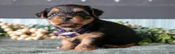 Yorkshire Terrier dogs for sale: Oakley - Ad 1