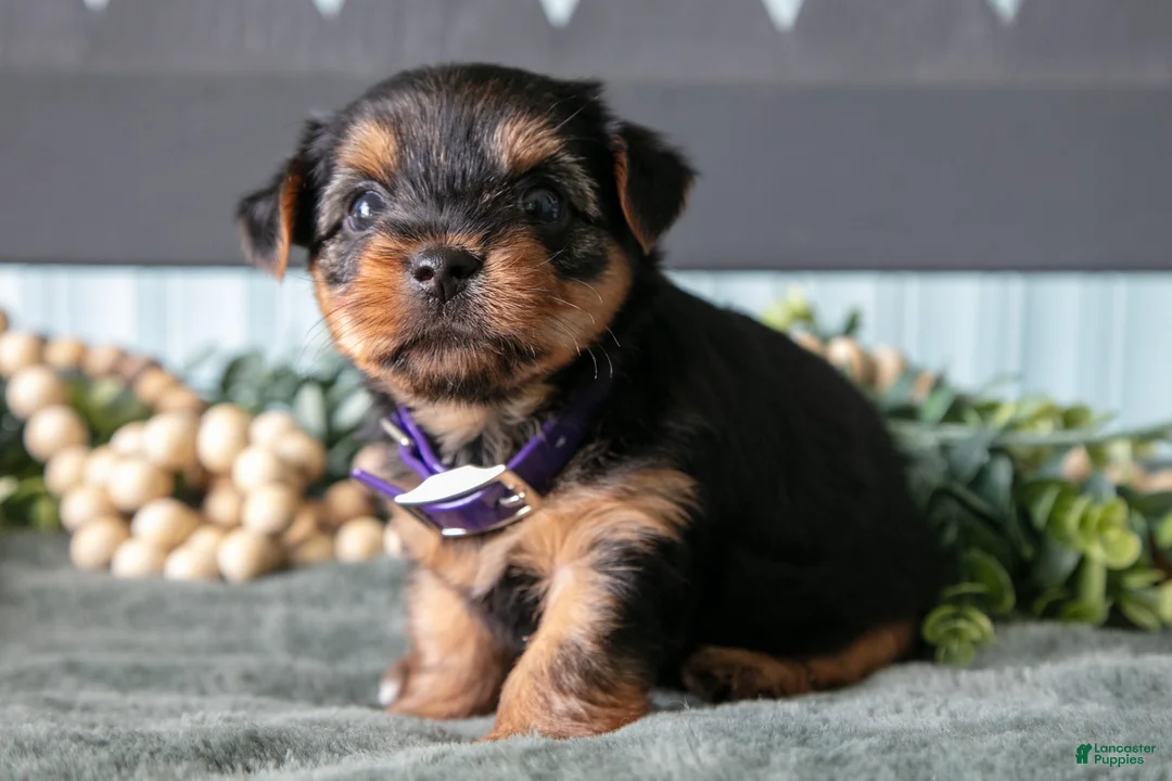 Yorkshire Terrier dogs for sale: Oakley - Ad 1